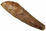 Fossil Spinosaurus Tooth - Real Dinosaur Tooth #311157-1